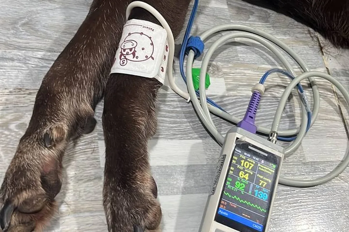 Pata de un perro con el sensor del pulsioxímetro durante el monitoreo