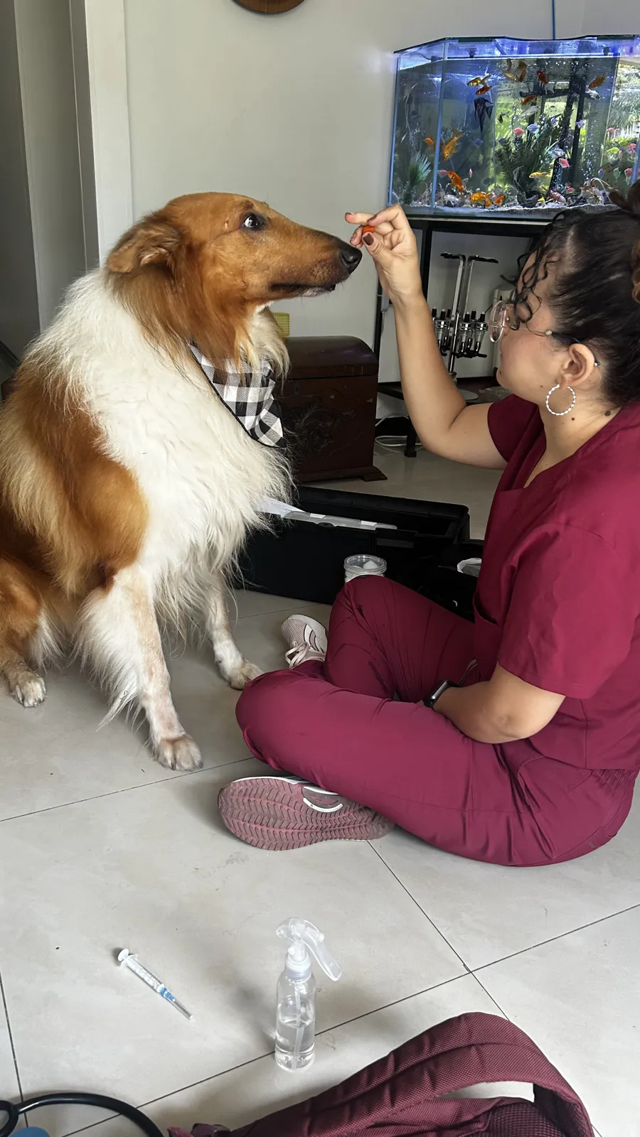 Dra. Angélica Abadía atendiendo a un perro Collie en el piso de su casa
