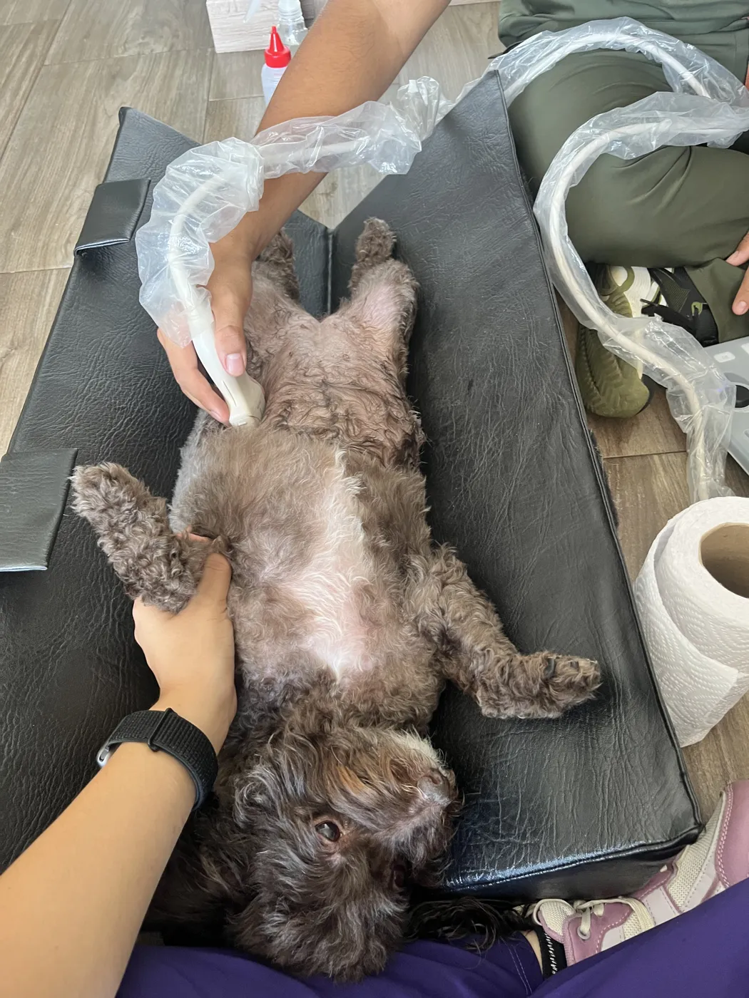 Ecografía abdominal a un perro acostado boca arriba sobre una colchoneta, en su casa