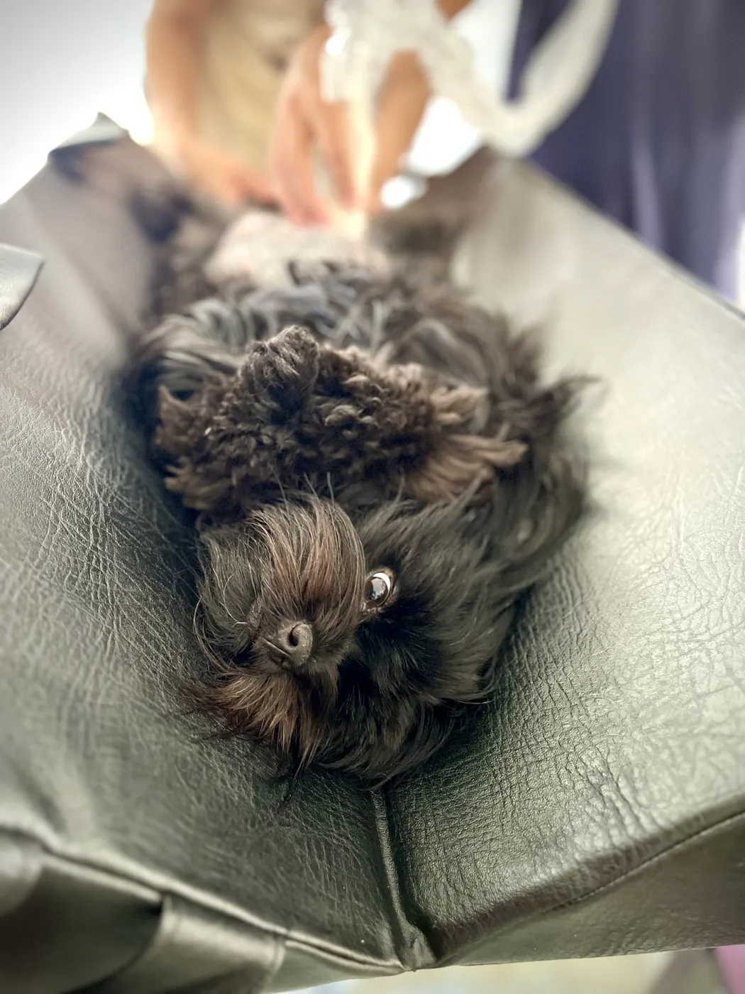 Perro tranquilo durante una ecografía en la sala de su casa