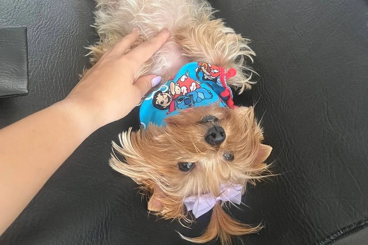 Manos del veterinario haciendo una ecografía a un perro pequeño acostado boca arriba