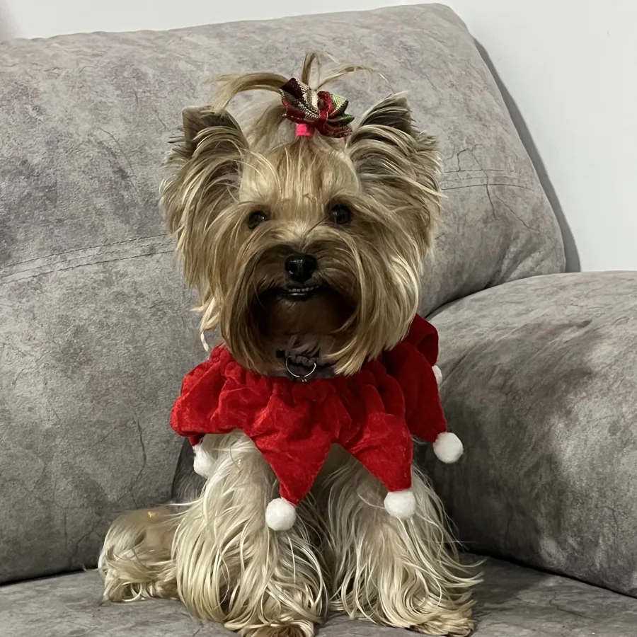 Cloe, Yorkshire terrier de la familia TheraVet