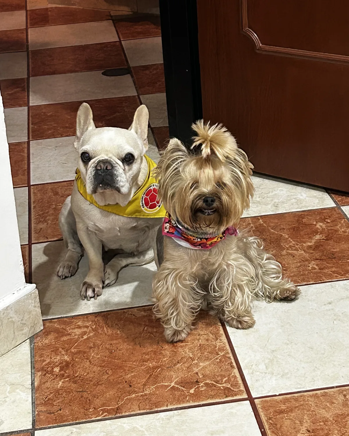 Mogolla, bulldog francés, y Cloe, yorkshire, sentados juntos en casa