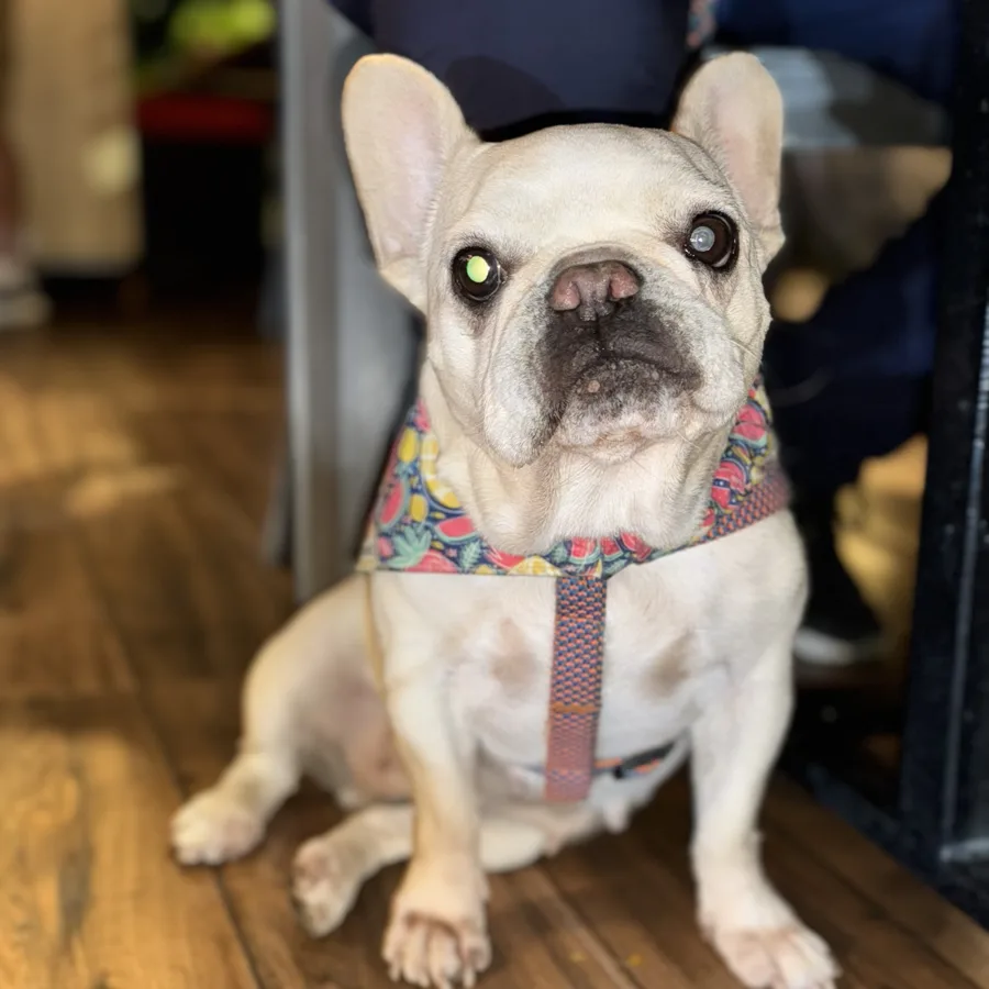 Mogolla, bulldog francés de la familia TheraVet