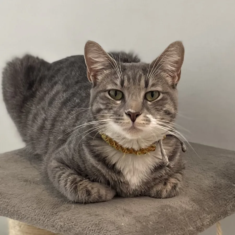 Piña, gata gris atigrada de la familia TheraVet