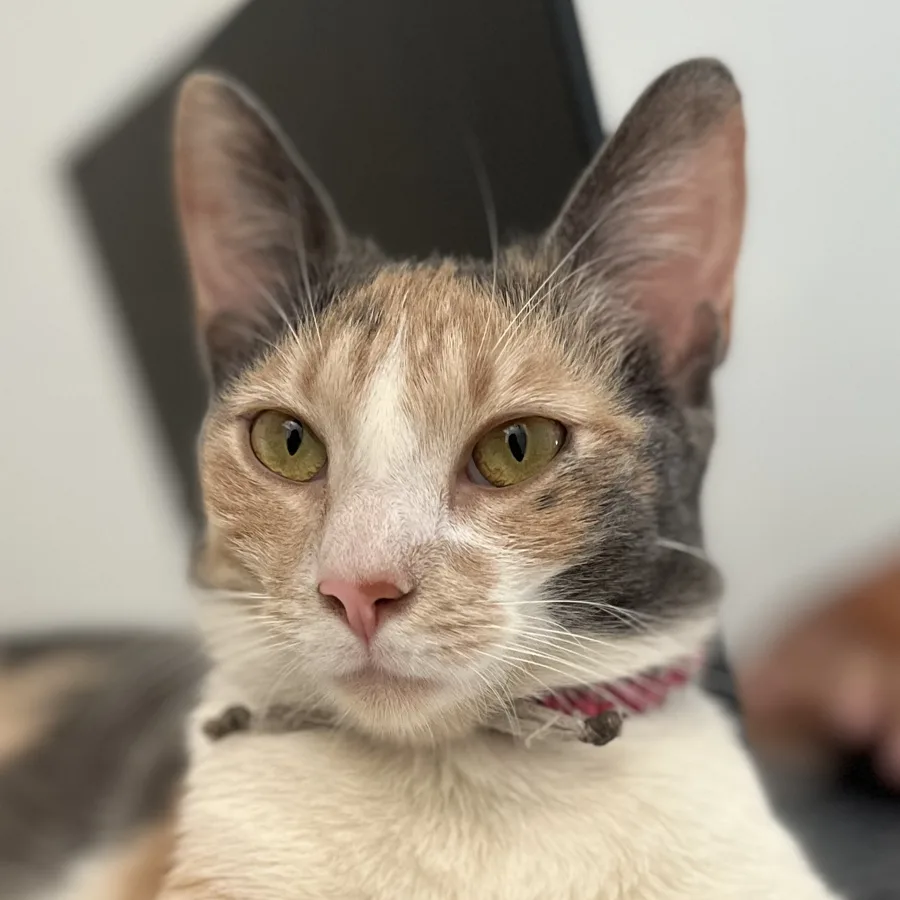 Uva, gata calicó de la familia TheraVet