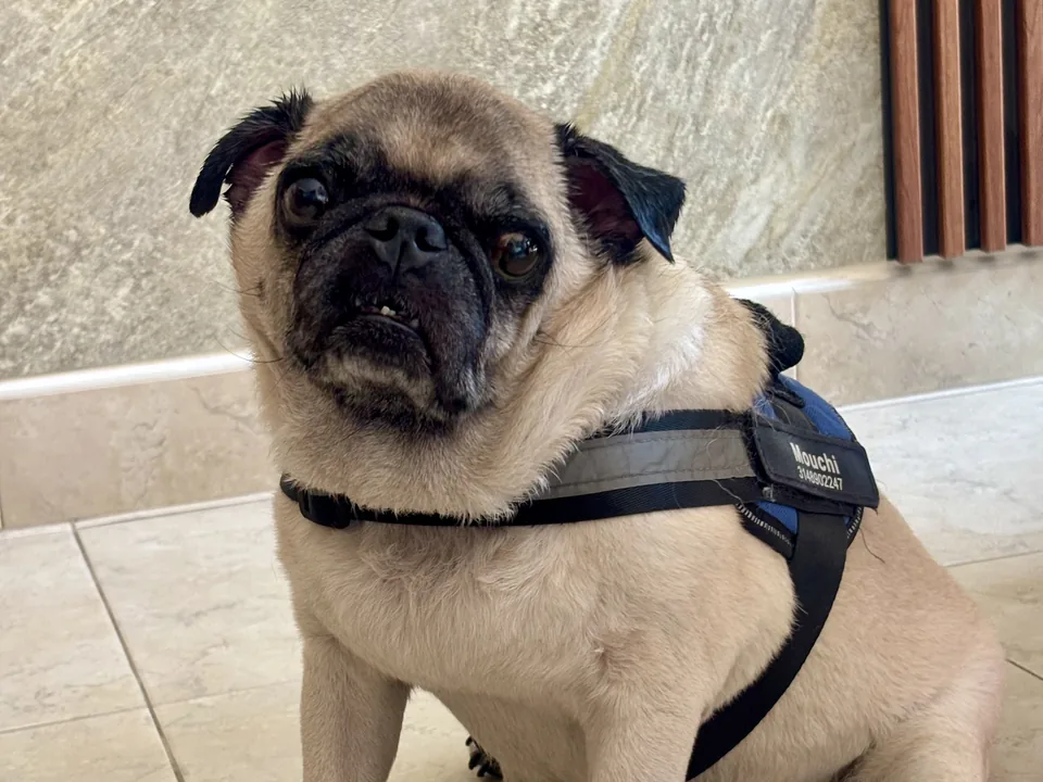 Pug mayor con arnés en la entrada de su casa