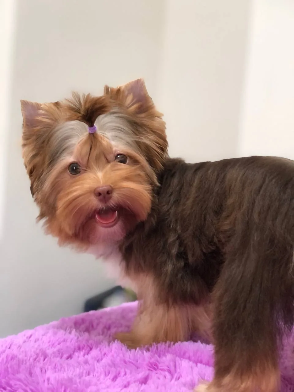 Cachorro Yorkshire terrier sonriendo sobre una cobija morada