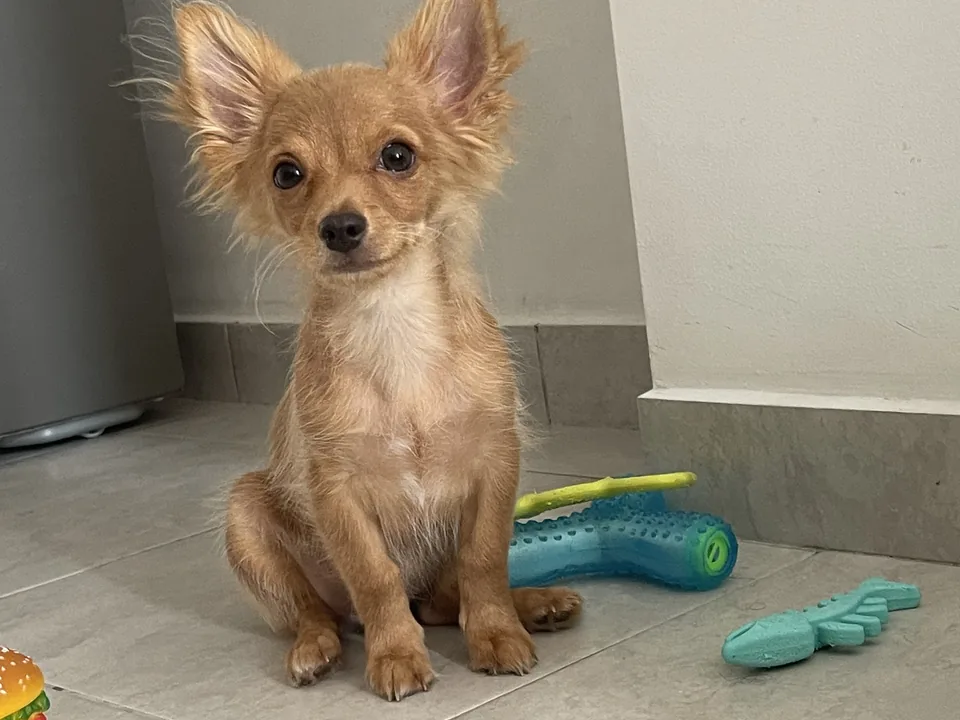 Cachorro chihuahua sentado en el piso de su casa, con sus juguetes
