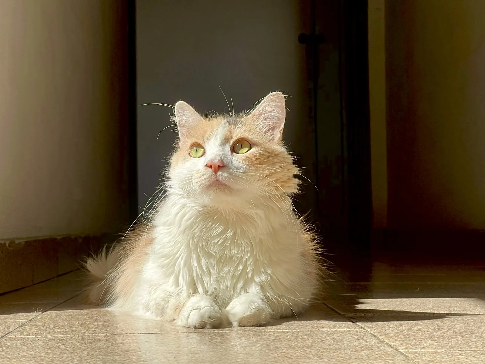 Gato adulto de pelo largo blanco y naranja descansando al sol en su casa