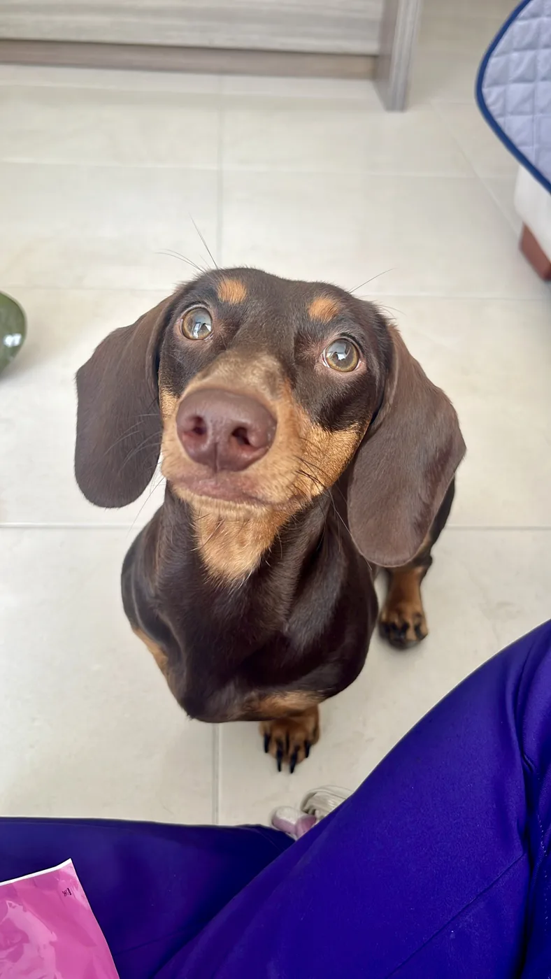 Perro salchicha joven mirando hacia arriba en su casa
