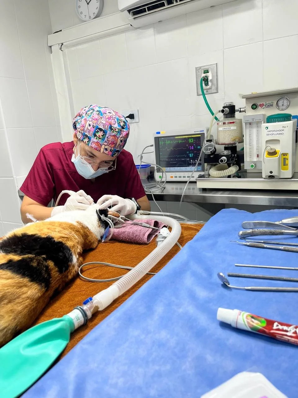 Dra. Angélica Abadía haciendo una profilaxis dental en quirófano, con anestesia y monitoreo