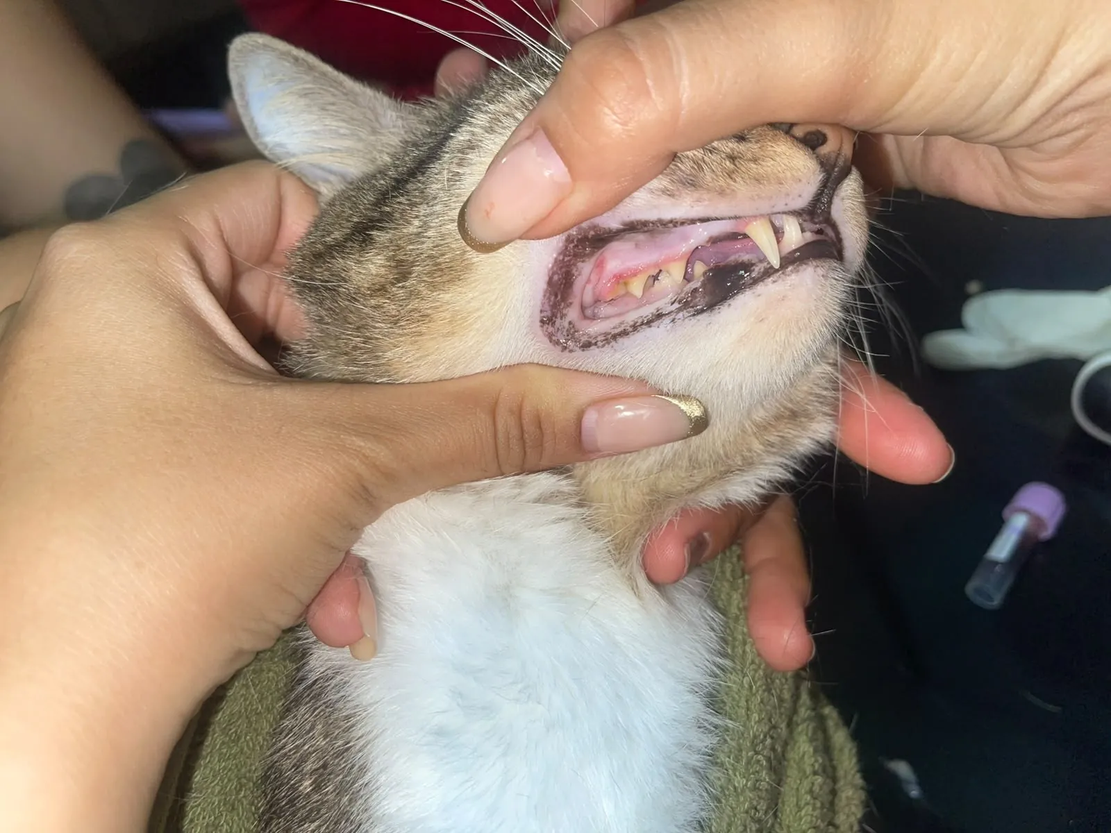 Revisión de la boca y los dientes de un gato en casa