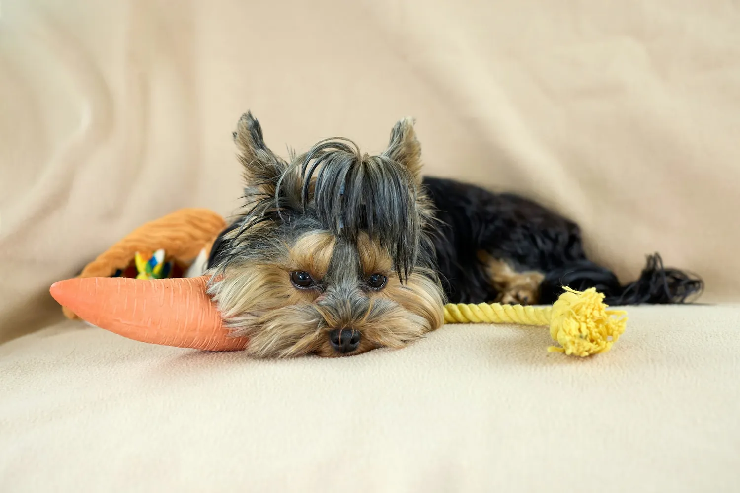 Cachorro en su rincón con cama y juguetes