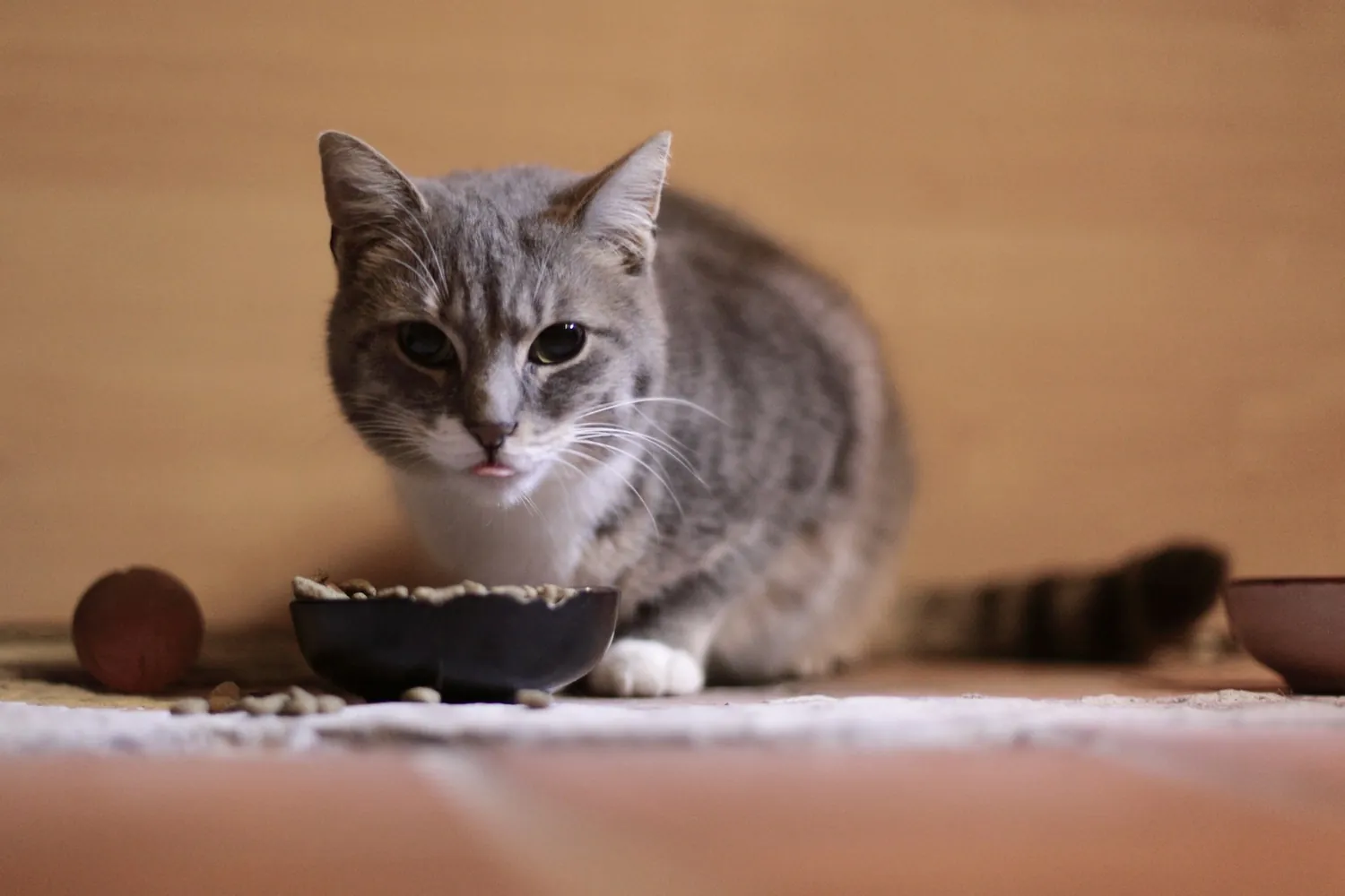 Perro comiendo en su plato en casa
