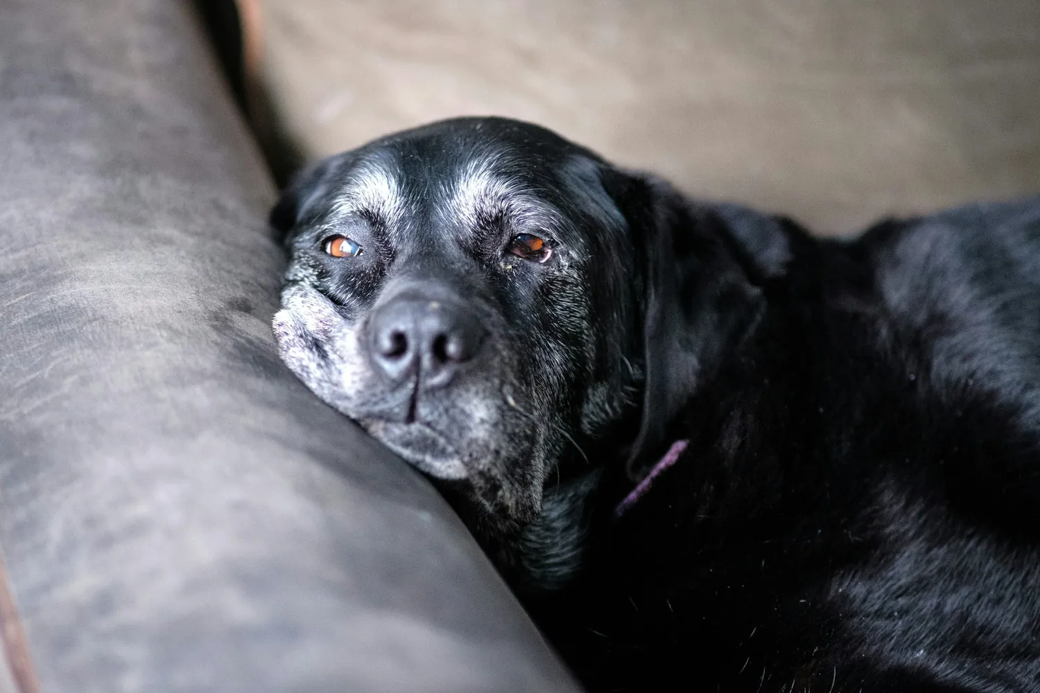 Perro mayor con canas descansando en su cama