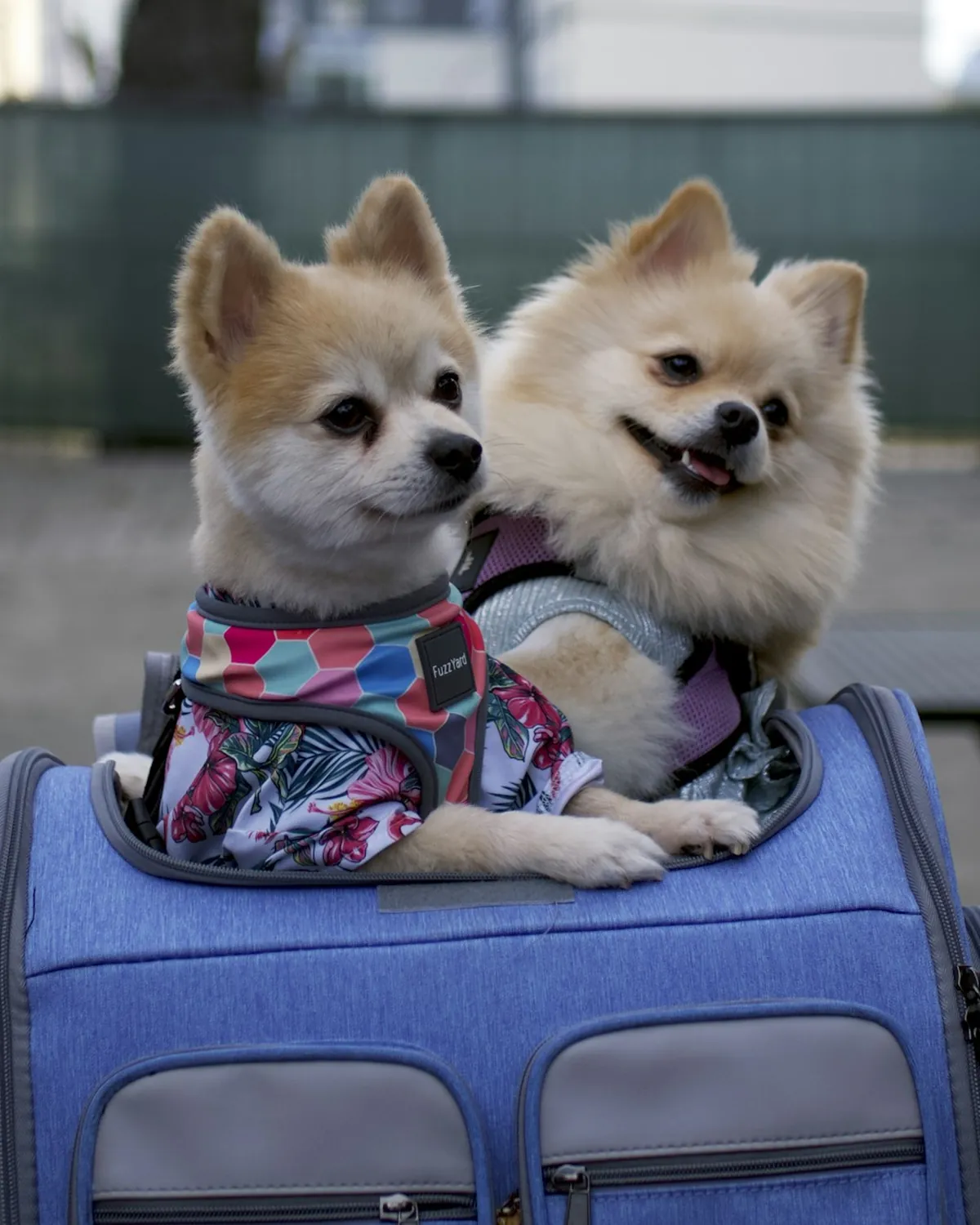 Dos perros pomerania listos para viajar en su bolso transportador